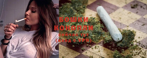 сатива Беломорск